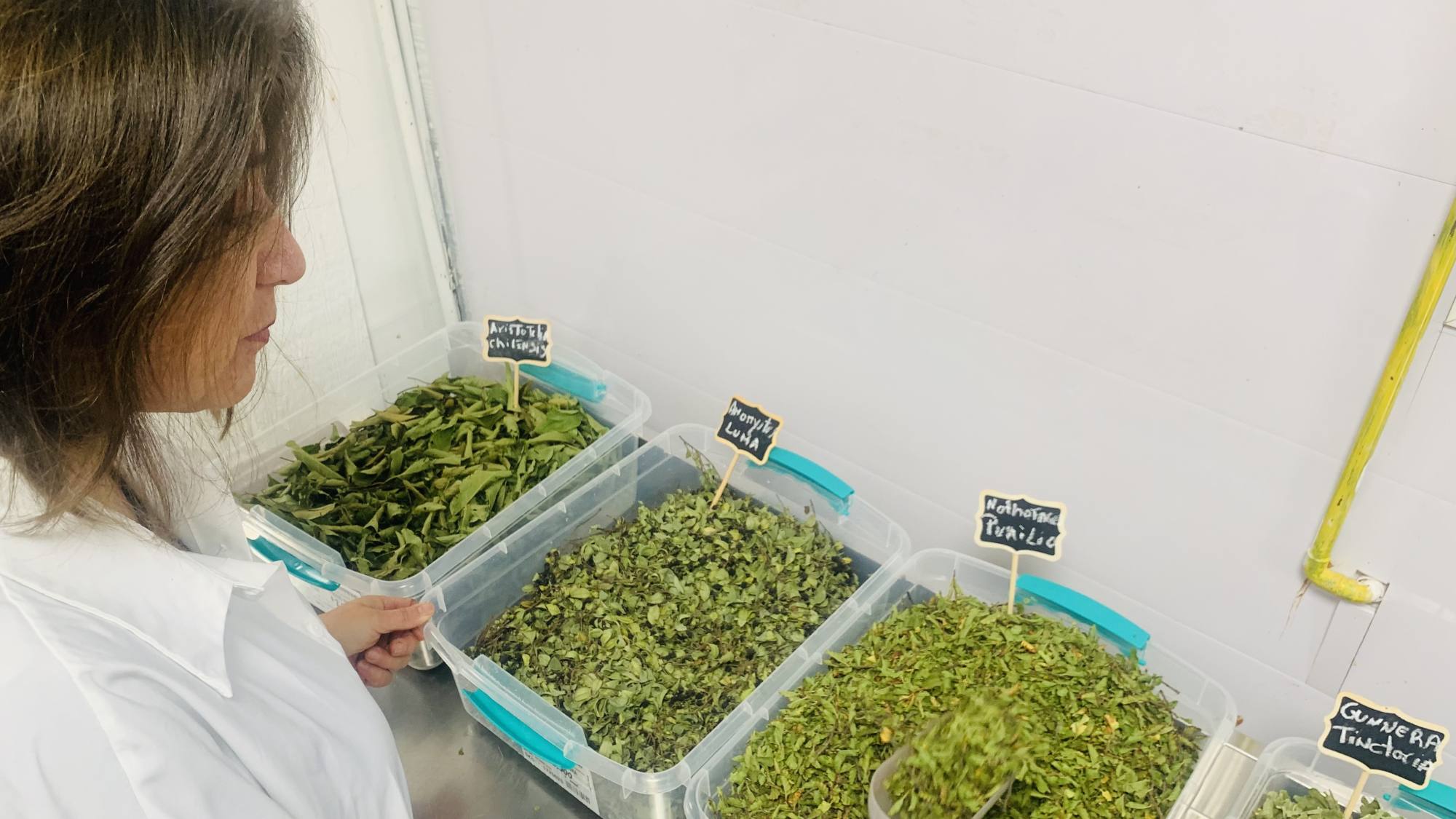 Hojas nativas de Aysén superan a frutas en niveles de antioxidantes, Corfo Aysén