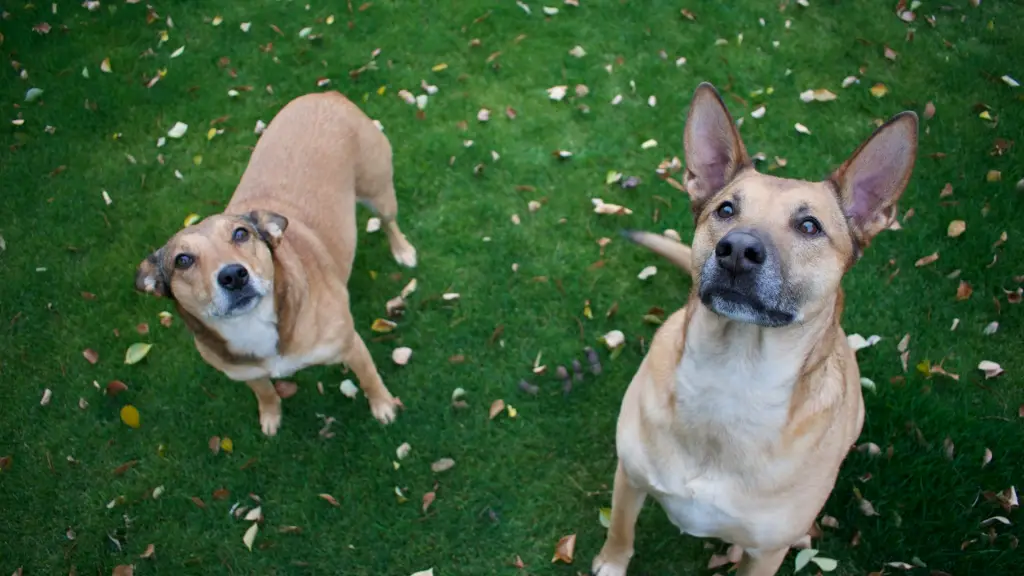 Perros ,Unsplash - Caleb Carl