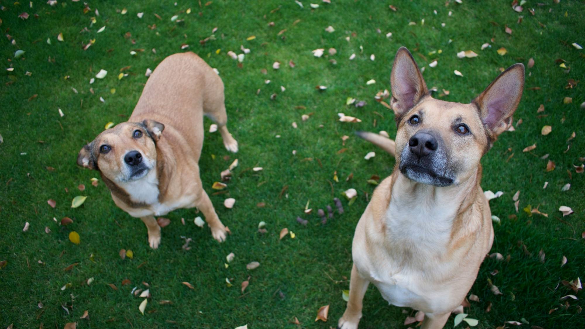 Perros, Unsplash - Caleb Carl