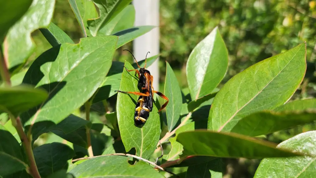 El poder del olfato: cómo la comprensión del idioma de los insectos puede transformar la agricultura ,INIA Quilamapu