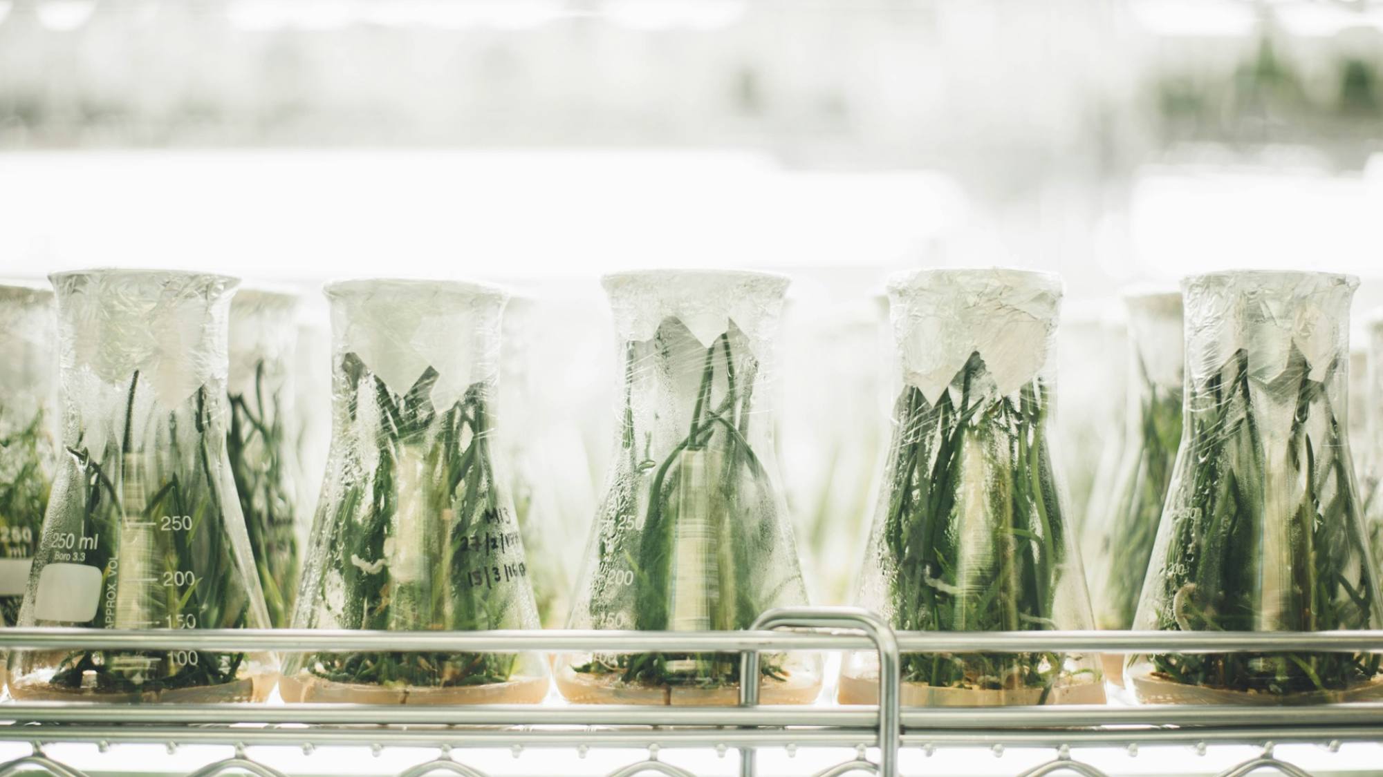 Abren convocatoria al Premio Nacional de Innovación Alimentaria 2025, Unsplash