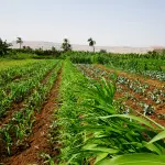 NEC y ClimateAi desarrollan un modelo conceptual para promover la adaptación al cambio climático en la agricultura ,Unsplash