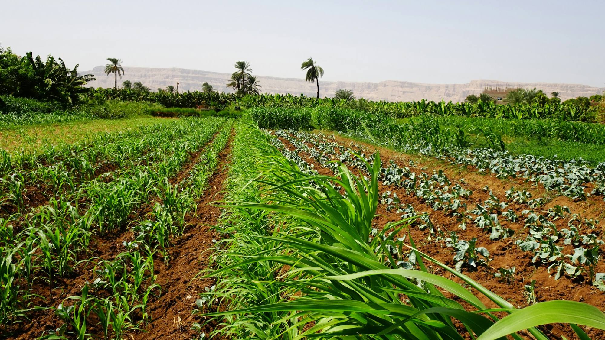 NEC y ClimateAi desarrollan un modelo conceptual para promover la adaptación al cambio climático en la agricultura, Unsplash