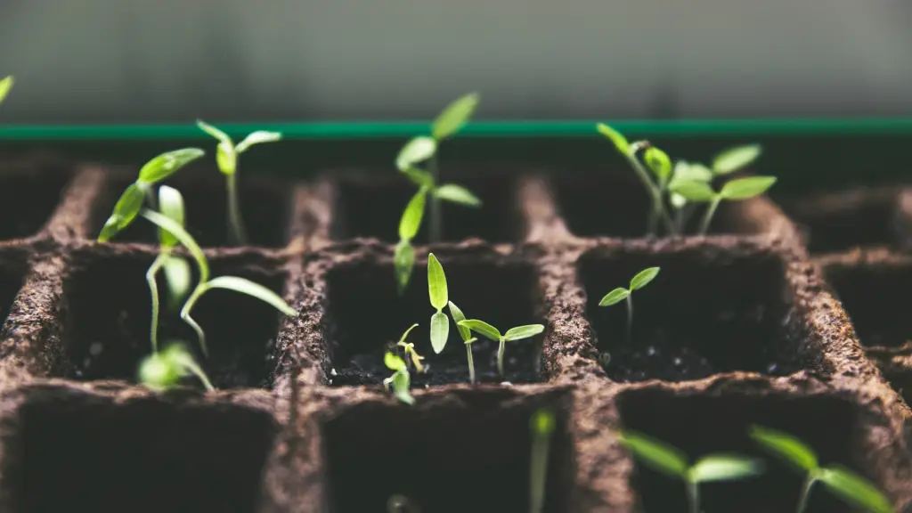 Chile se consolida como el Silicon Valley de las semillas biotecnológicas ,Unsplash