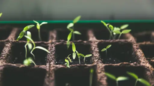 Chile se consolida como el Silicon Valley de las semillas biotecnológicas ,Unsplash