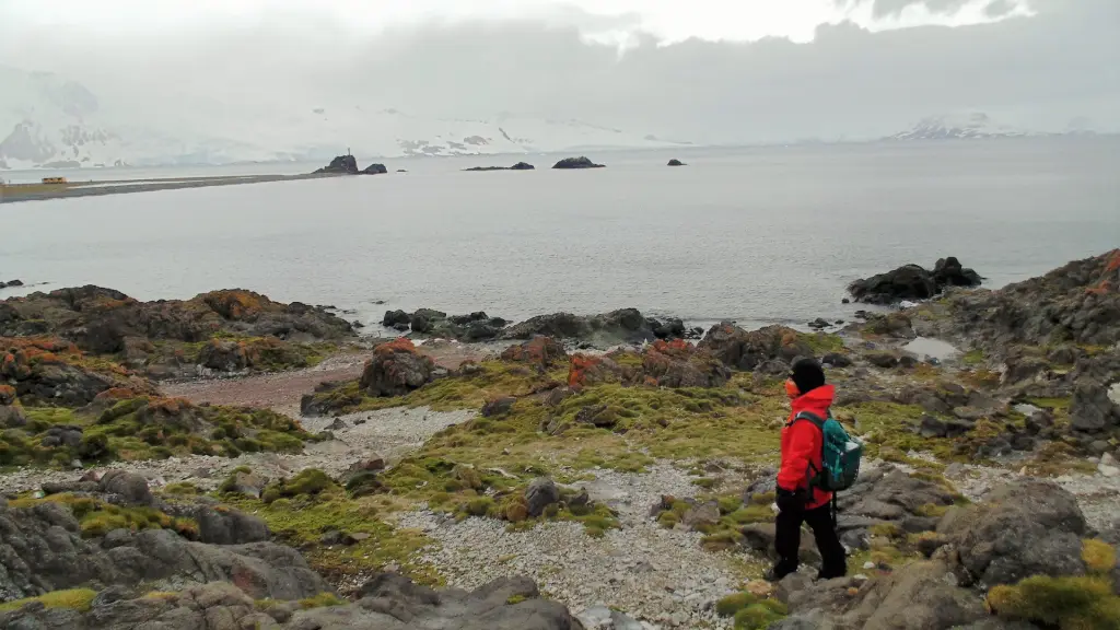 Investigadores buscan proteger a la Antártica de invasiones vegetales ,IMAGEN: U. de Talca