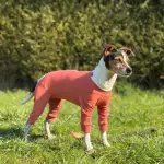 Dermatitis, alergias y heridas: el desafío diario de los veterinarios que una innovación chilena busca aliviar ,Kimba Vet