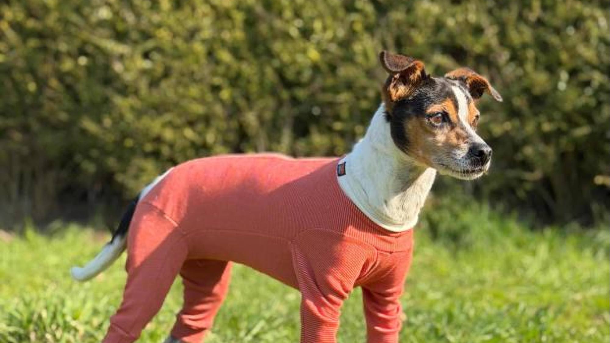 Dermatitis, alergias y heridas: el desafío diario de los veterinarios que una innovación chilena busca aliviar, Kimba Vet