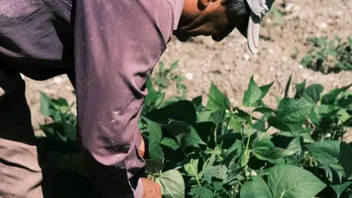 Chile entre las destacadas: ¿Cuáles son las empresas de nutrición vegetal más relevantes del mundo? ,Gentileza