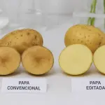 Una nueva papa editada genéticamente reduce el pardeamiento y las pérdidas a lo largo de la cadena productiva.  ,ChileBio