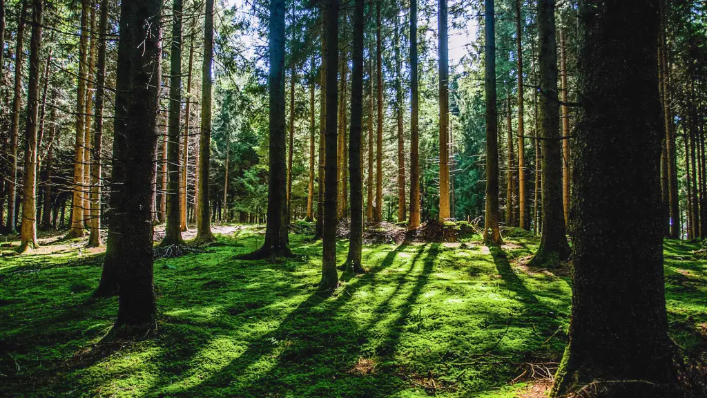 Investigadores buscan desarrollar árboles que se adapten al cambio climático ,U. de Talca