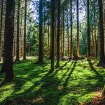 Investigadores buscan desarrollar árboles que se adapten al cambio climático ,U. de Talca