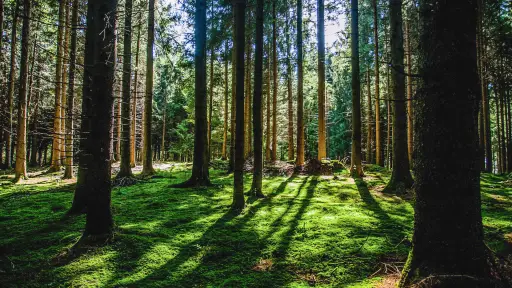 Investigadores buscan desarrollar árboles que se adapten al cambio climático ,U. de Talca