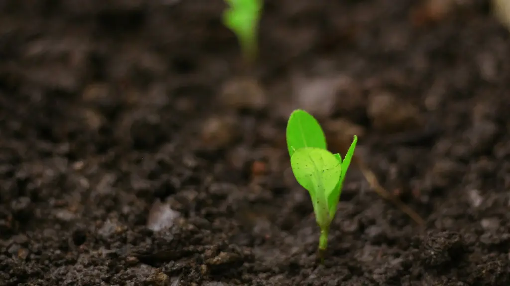 Edición genética transforma una maleza en un nuevo cultivo con potencial comercial ,Unsplash