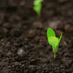 Edición genética transforma una maleza en un nuevo cultivo con potencial comercial ,Unsplash