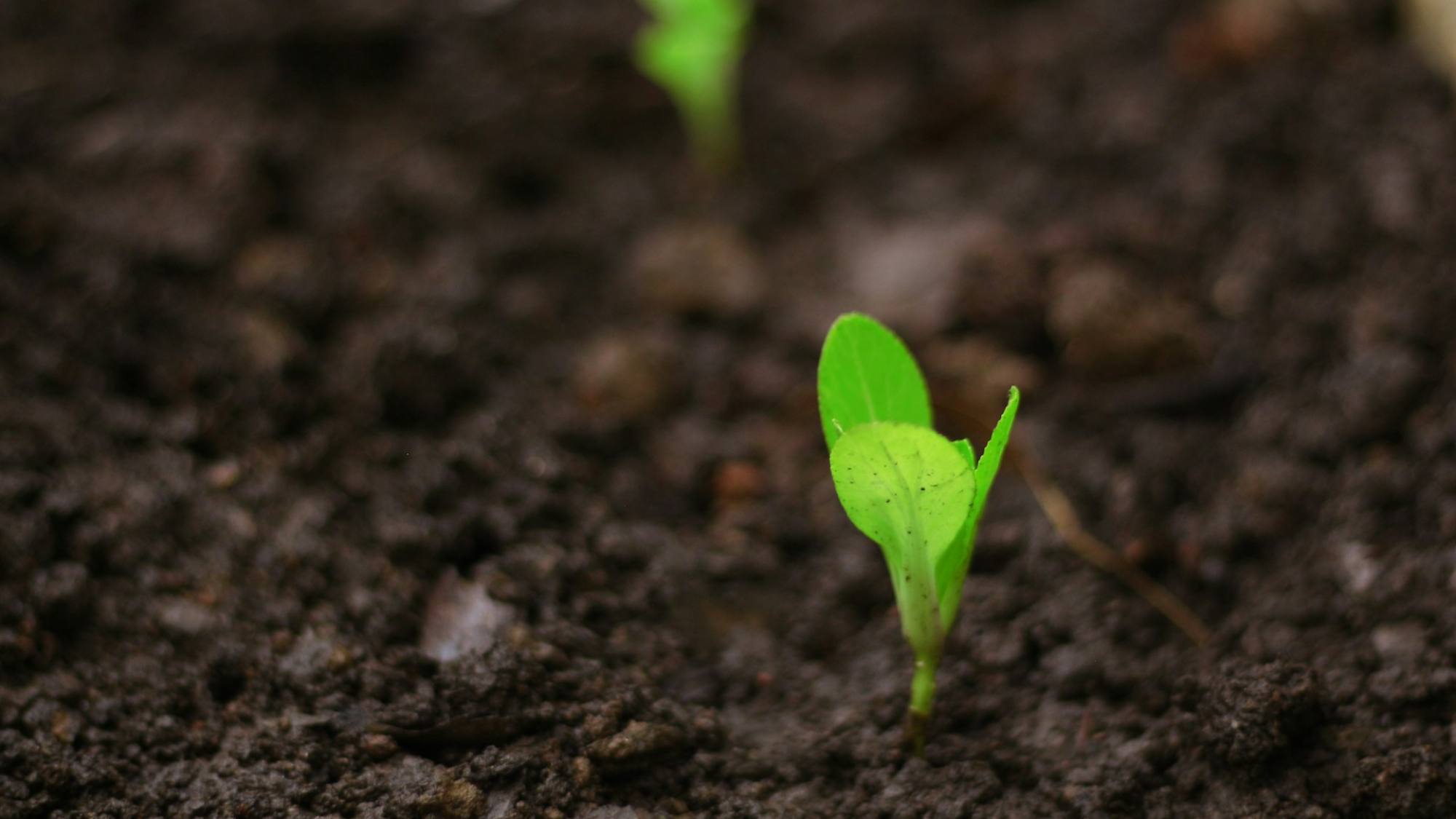 Edición genética transforma una maleza en un nuevo cultivo con potencial comercial, Unsplash