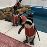 Chilean Technology Adapted to Help Rehabilitate Penguins ,Conservación Humboldt