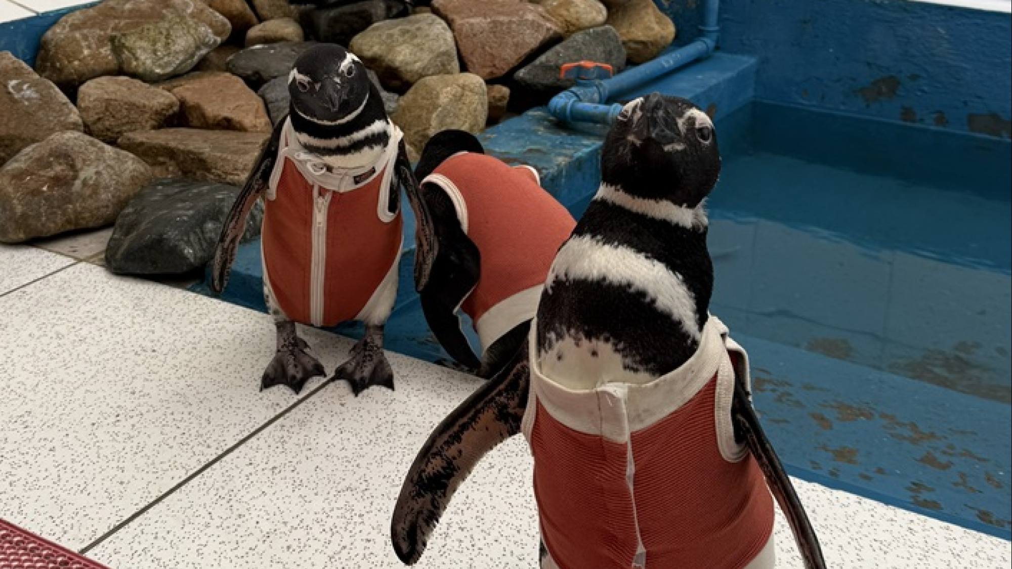 Adaptan tecnología chilena para rehabilitar pingüinos, Conservación Humboldt