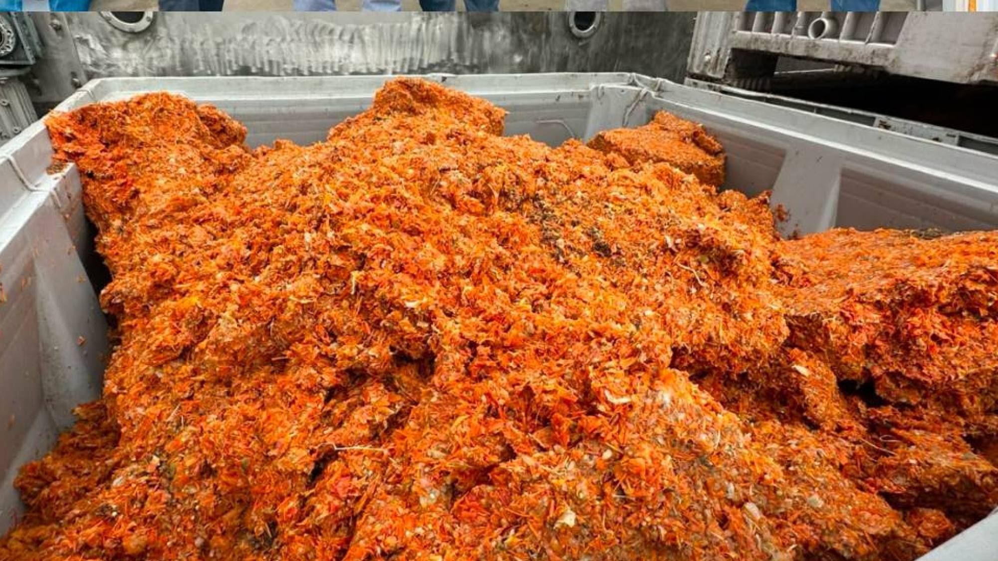 La segunda vida del tomate: tecnología chilena transforma residuos agroindustriales, Corfo OHiggins 