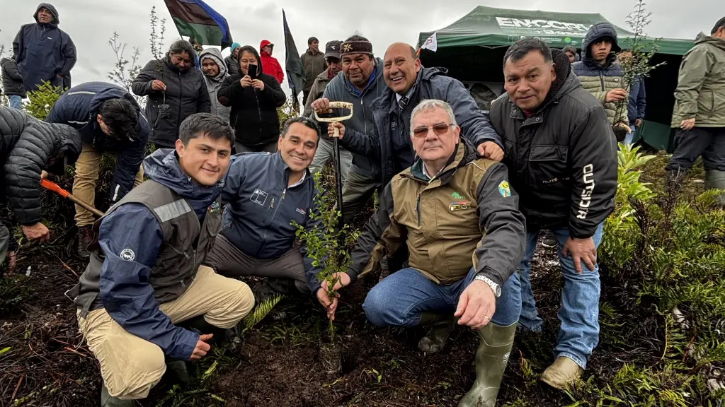 Comunidad Coihuín de Compu culmina proyecto de restauración de bosque nativo ,Gentileza