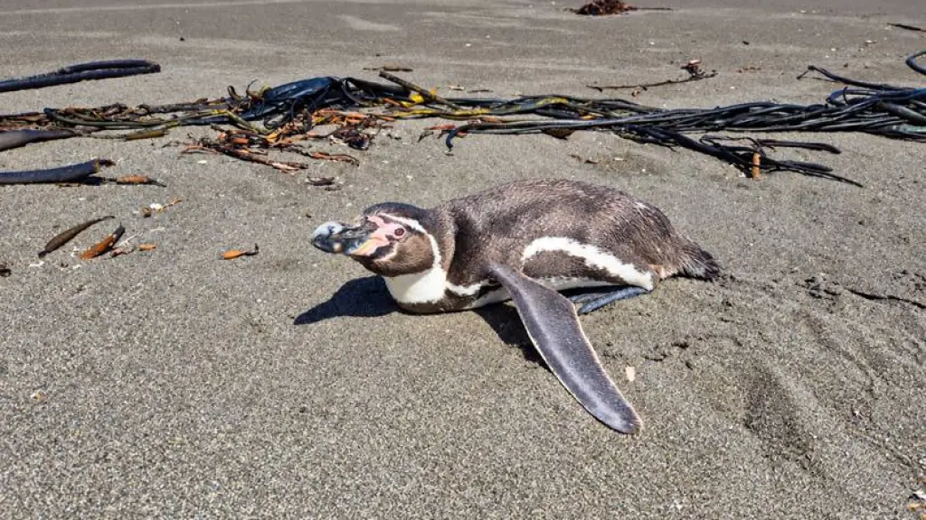 Pingüinos, lobos marinos y otras especies: qué hacer al encontrar fauna silvestre en problemas ,Sernapesca