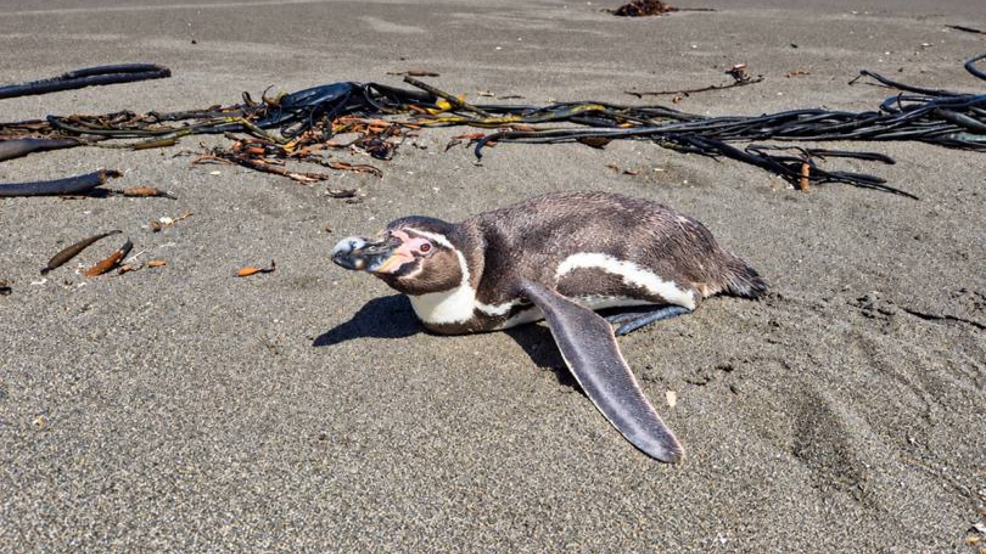 Pingüinos, lobos marinos y otras especies: qué hacer al encontrar fauna silvestre en problemas, Sernapesca