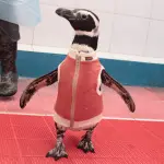 De Chile al mundo: los pingüinos con body de cobre que se convirtieron en fenómeno internacional ,(c) ONG CONSERVACIÓN HUMBOLDT
