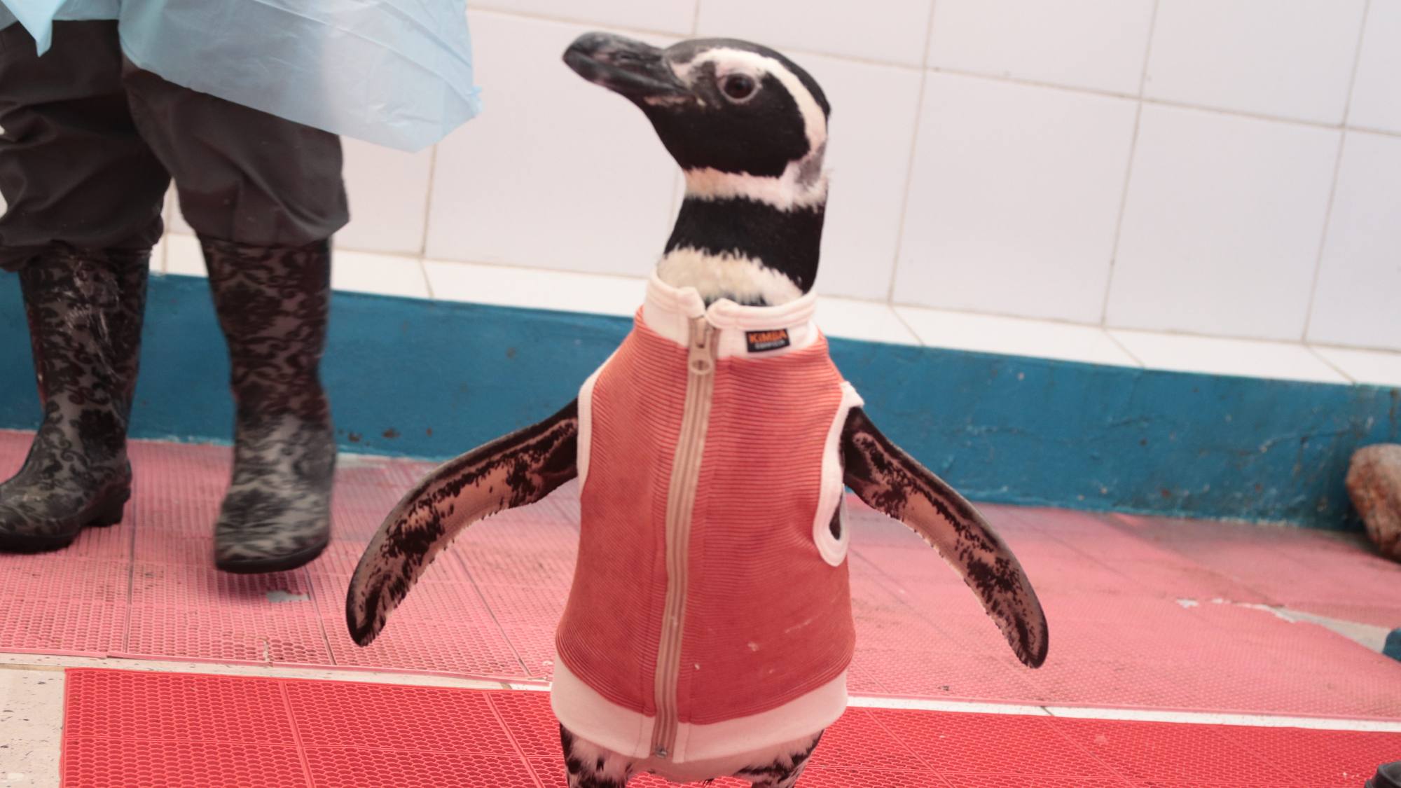 De Chile al mundo: los pingüinos con body de cobre que se convirtieron en fenómeno internacional, (c) ONG CONSERVACIÓN HUMBOLDT