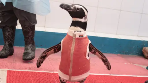 De Chile al mundo: los pingüinos con body de cobre que se convirtieron en fenómeno internacional ,(c) ONG CONSERVACIÓN HUMBOLDT