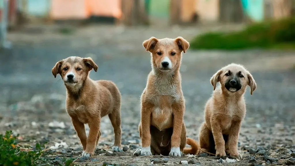 PetFi: el ecosistema chileno para el bienestar animal que inicia un piloto en Argentina ,Unsplash