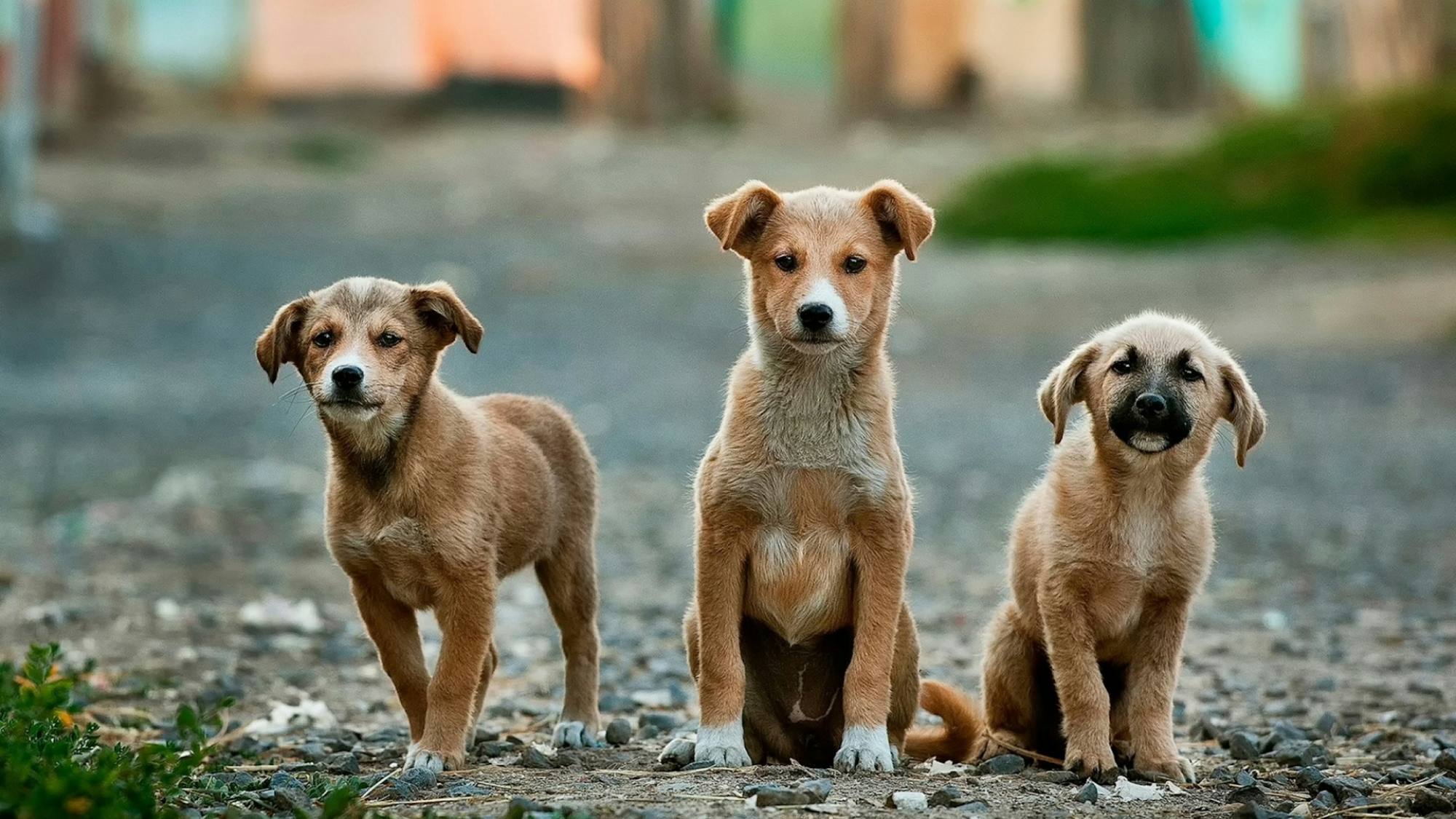 PetFi: el ecosistema chileno para el bienestar animal que inicia un piloto en Argentina, Unsplash